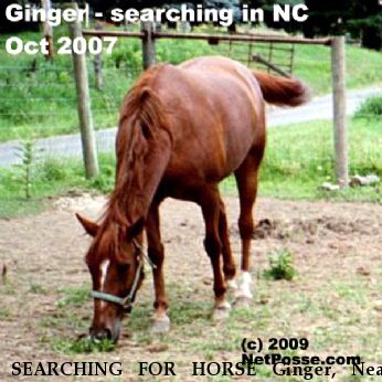 SEARCHING FOR HORSE Ginger, Near Lore City, OH, 00000